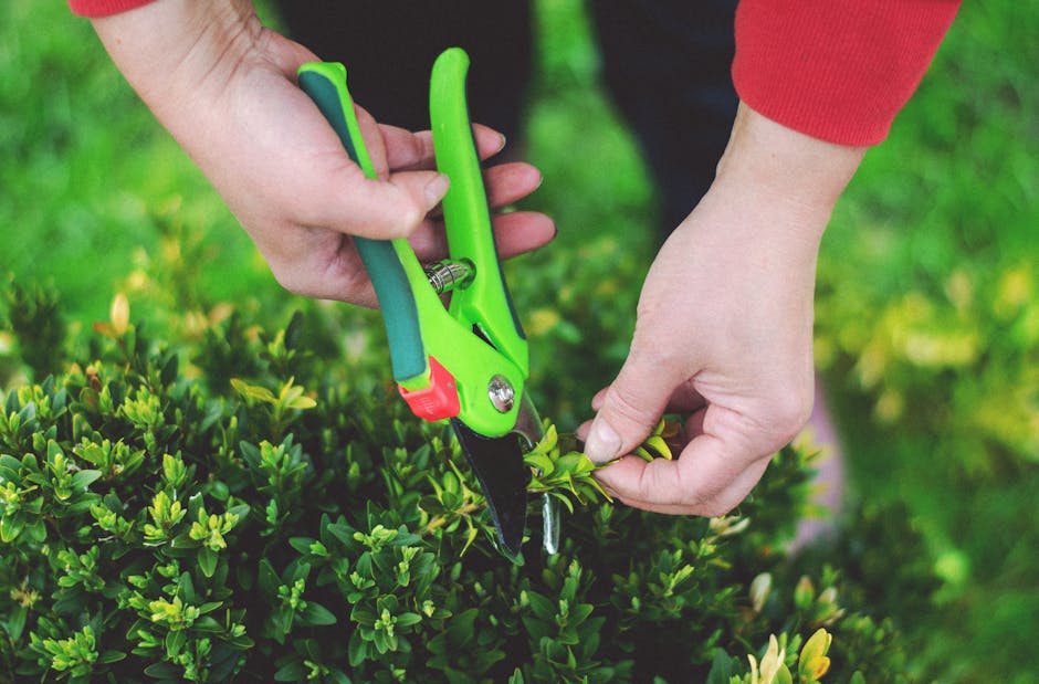 A close-up view of a person using a pair of green garden pruning shears to trim a small shrub in a well-maintained garden. The person is wearing a red long-sleeve shirt, and their hands are visible ho